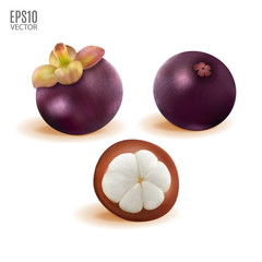 Vector ripe mangosteen set isolated on white background closeup. Realistic vector, 3d illustration