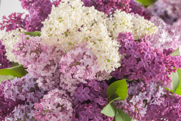 Purple lilac blossom background. Flowers spring backdrop.