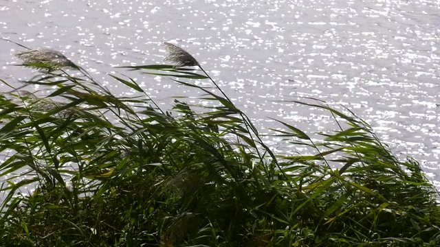 Close up view of phragmites, a perennial grass also called common reed, poaceae family. Long standing stems among green herbs in front of a salted lake.