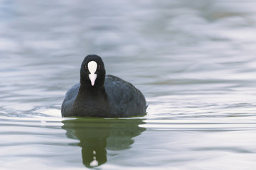 Coot swimming (Fulica atra) Close up Eurasian Coot