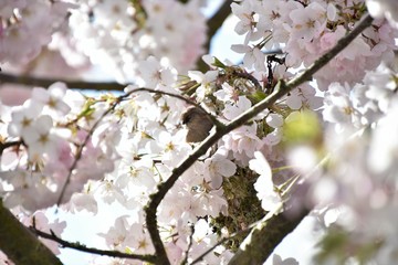 シジュウカラ  Bushtit