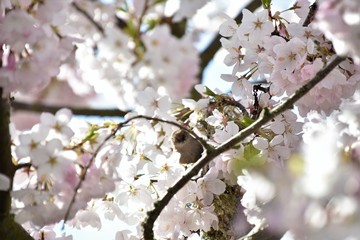 シジュウカラ  Bushtit