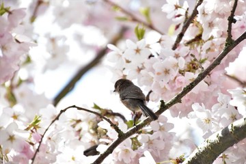 シジュウカラ  Bushtit