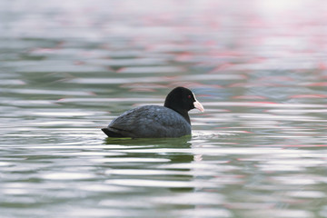 Coot swimming (Fulica atra) Close up Eurasian Coot