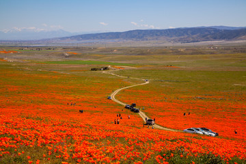 Fototapeta na wymiar Antelope Valley California Poppy Reserve