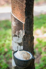  Rubber tapping