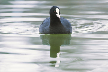 Coot swimming (Fulica atra) Close up Eurasian Coot