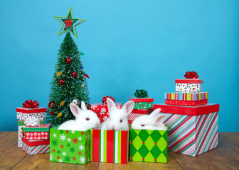 three baby white albino bunny rabbits in Christmas present boxes surrounded by more presents and a tiny tree with ornaments blinking colorful festive lights. Animal holiday fun and humor.