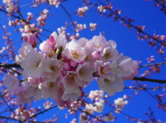 Delicate and beautiful cherry blossom on blue background. Sakura blossom.