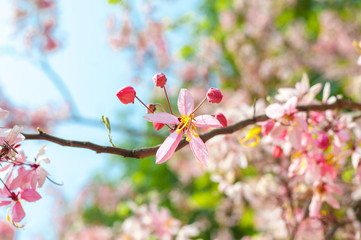 cherry blossom