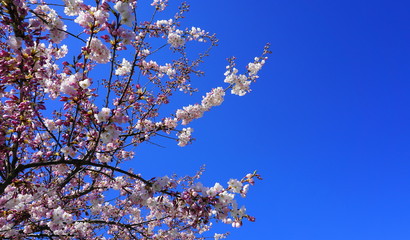 Delicate and beautiful cherry blossom on blue background. Sakura blossom.