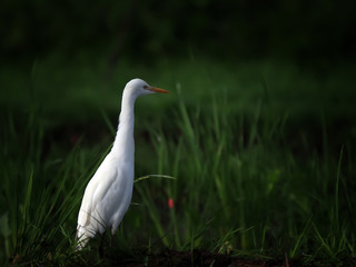little egret close up