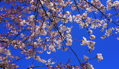 Delicate and beautiful cherry blossom on blue background. Sakura blossom.