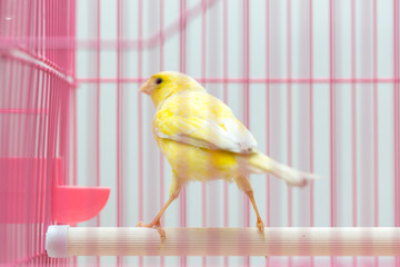beautiful yellow canary in a cage