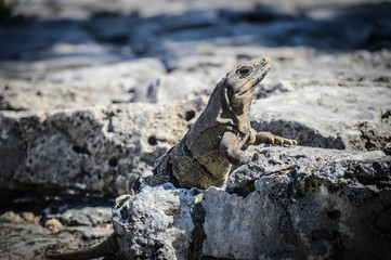 Reptil Karibik Strand Mexiko
