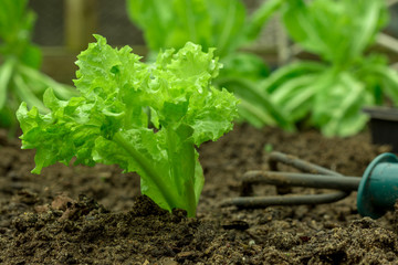 close up of young lettuce plant in the soil with small garden rake, shallow depth of field