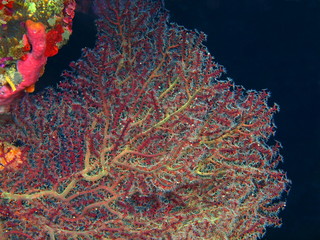 The amazing and mysterious underwater world of Indonesia, North Sulawesi, Bunaken Island, gorgonian coral