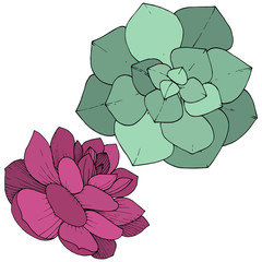 Vector Succulents floral botanical flower. graved ink art. Isolated succulents illustration element on white background.