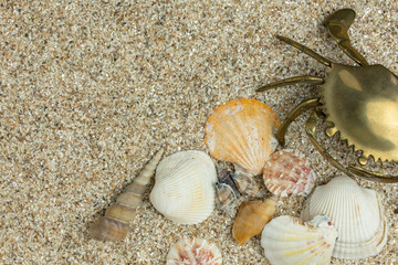 beach scene background with brass crab coming in from the right and assorted seashells on sand