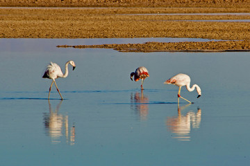 Flamingos in the Atacama desert in Chile