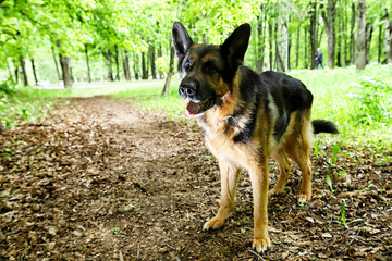 Dog German Shepherd in a forest in a summer