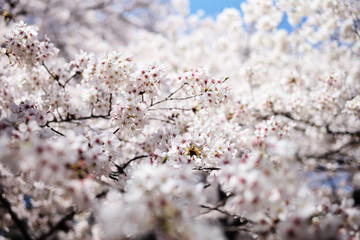 桜 SAKURA
