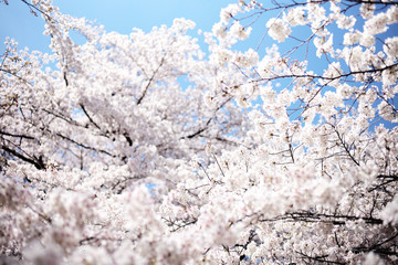 桜 SAKURA