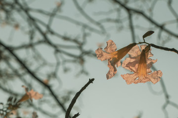 Selective focus beautiful Tabebuia Rosea flower blooming in spring season.Also called Pink Poui,Pink Tecoma and Rosy Trumpet tree.Close up blooming sweet flower.