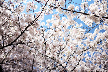 Fototapeta premium 桜 SAKURA