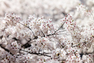 桜 SAKURA