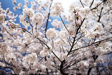 桜 SAKURA