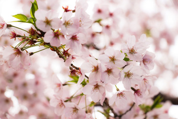 桜 SAKURA
