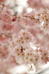 桜 SAKURA