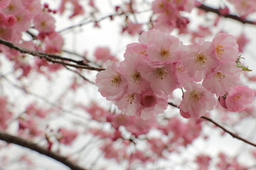 桜 SAKURA