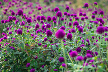 Selective focus beautiful Gomphrena globosa flower blooming in spring season.Also called Globe Amaranth,Makhmali and Vadamalli.Purple flower in the garden.