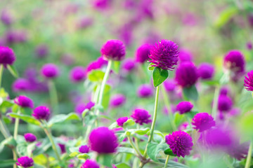 Selective focus beautiful Gomphrena globosa flower blooming in spring season.Also called Globe Amaranth,Makhmali and Vadamalli.Purple flower in the garden.