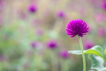 Fototapeta premium Selective focus beautiful Gomphrena globosa flower blooming in spring season.Also called Globe Amaranth,Makhmali and Vadamalli.Purple flower in the garden.