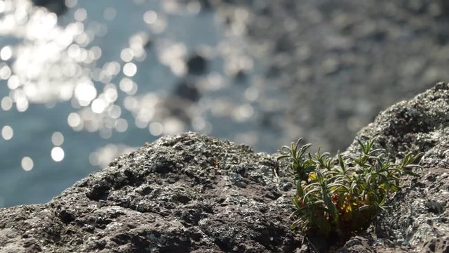 Bonassola, near Cinque Terre. A cistus ladaniferus plant on the rocks. Near the Five Lands the rocks overlooking the sea are home to small plants of Mediterranean shrubs.