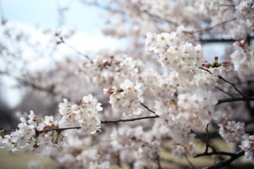 桜 SAKURA