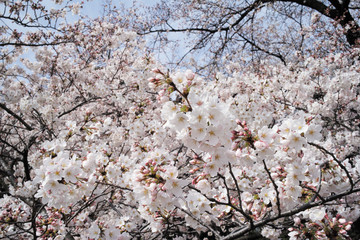 桜 SAKURA