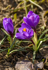 The first spring purple flowers crocuses in the garden in St. Petersburg.