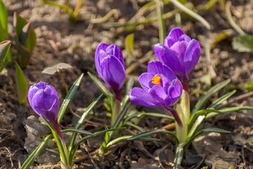 The first spring purple flowers crocuses in the garden in St. Petersburg.