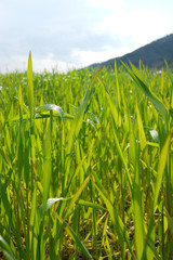 春の風に揺れる緑の麦畑