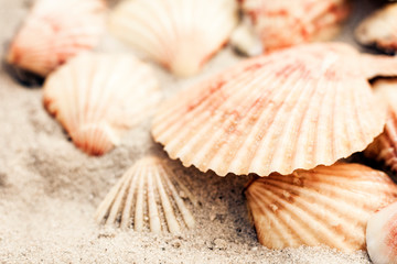 Seashells on the sand, summer beach background, travel concept with copy space for text.