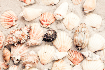 Seashells on the sand, summer beach background, travel concept with copy space for text.
