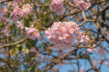 Selective focs beautiful Tabebuia Rosea flower blooming in spring season.Also called Pink Poui,Pink Tecoma and Rosy Trumpet tree.Close up blooming sweet flower.