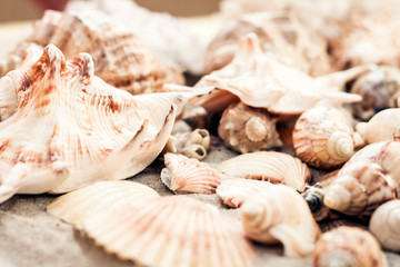 Seashells on the sand, summer beach background, travel concept with copy space for text.