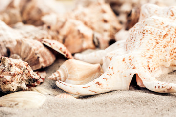 Seashells on the sand, summer beach background, travel concept with copy space for text.