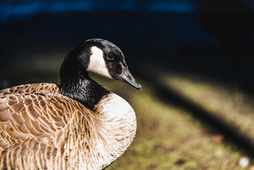 Close-up of a canadian goose