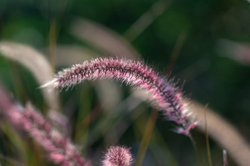 Close up grass flower in nature background.Grass flower in the morning.